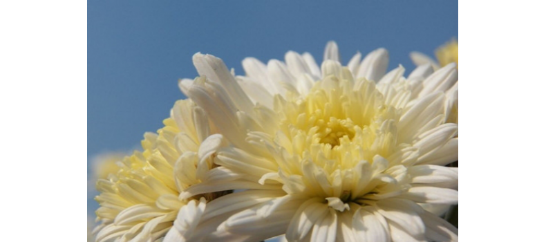 冬季养生-菊花篇